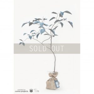 デニムツリー デニムの木