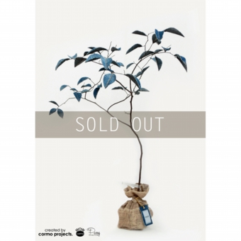 デニムツリー デニムの木 観葉植物