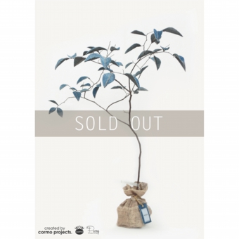 デニムツリー デニムの木 観葉植物