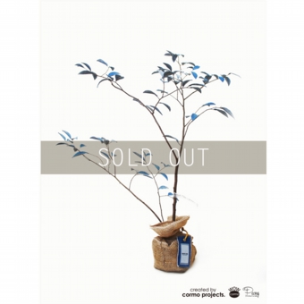 デニムツリー デニムの木 観葉植物