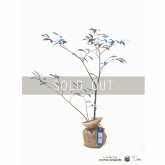 デニムツリー デニムの木 観葉植物