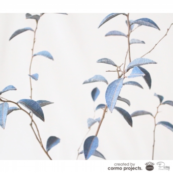 デニムツリー デニムの木 観葉植物