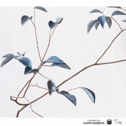 デニムツリー デニムの木 観葉植物