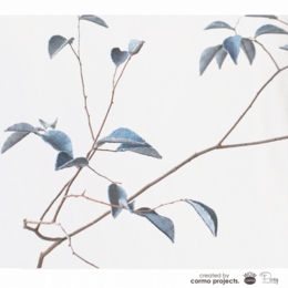 デニムツリー デニムの木 観葉植物