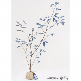 デニムツリー デニムの木 観葉植物