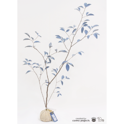 デニムツリー デニムの木 観葉植物