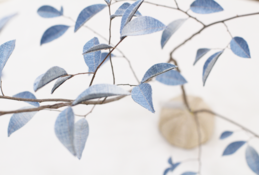 デニムツリー デニムの木 観葉植物