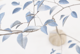 デニムツリー デニムの木 観葉植物