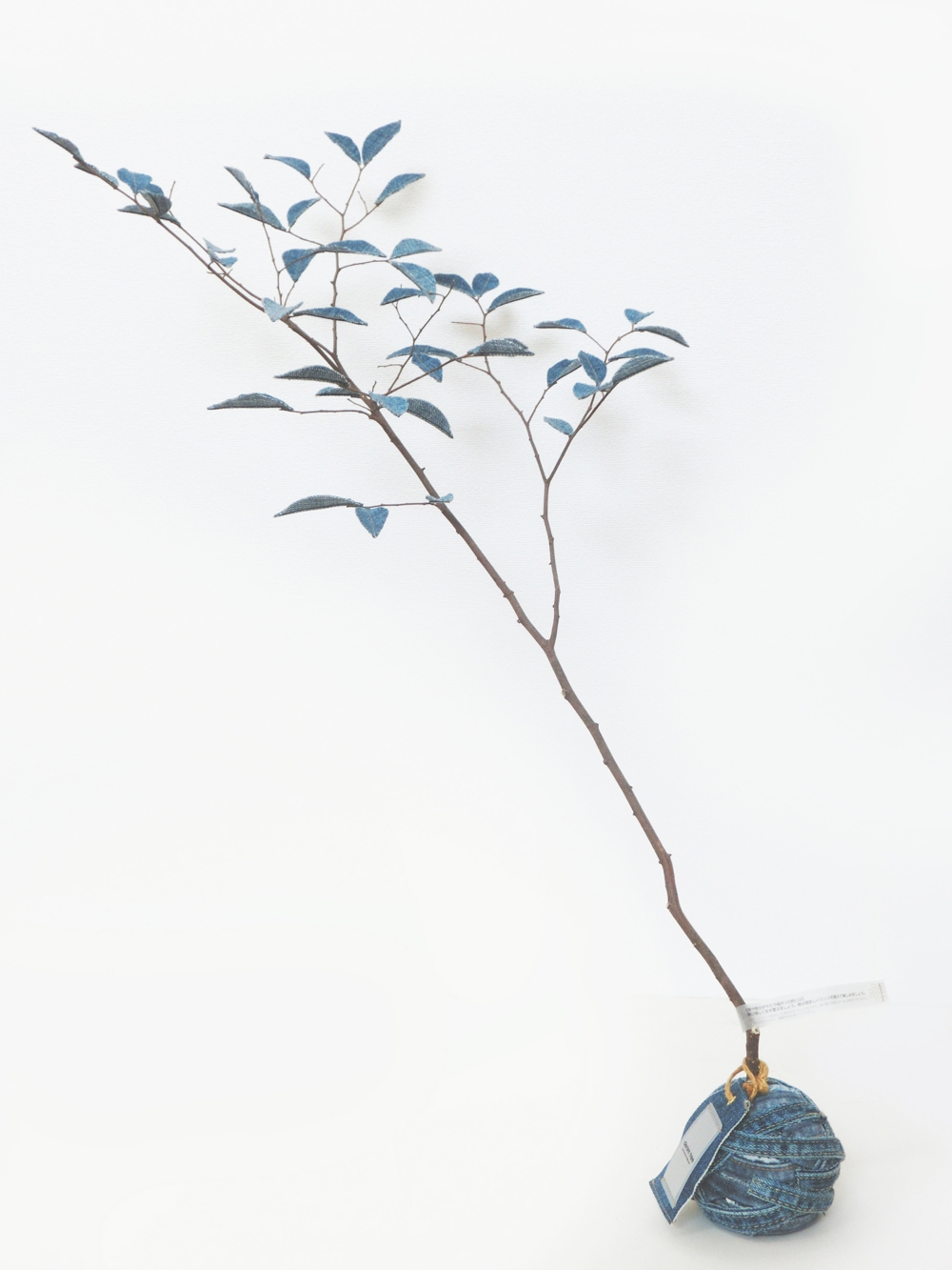 デニムツリー デニムの木 観葉植物